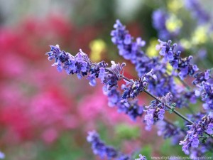 lavender flower